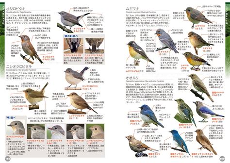 鳥 庭|野鳥図鑑（野鳥の種類、名前）